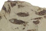 Fossil Fish (Gosiutichthys) Mortality Plate - Wyoming #357157-1